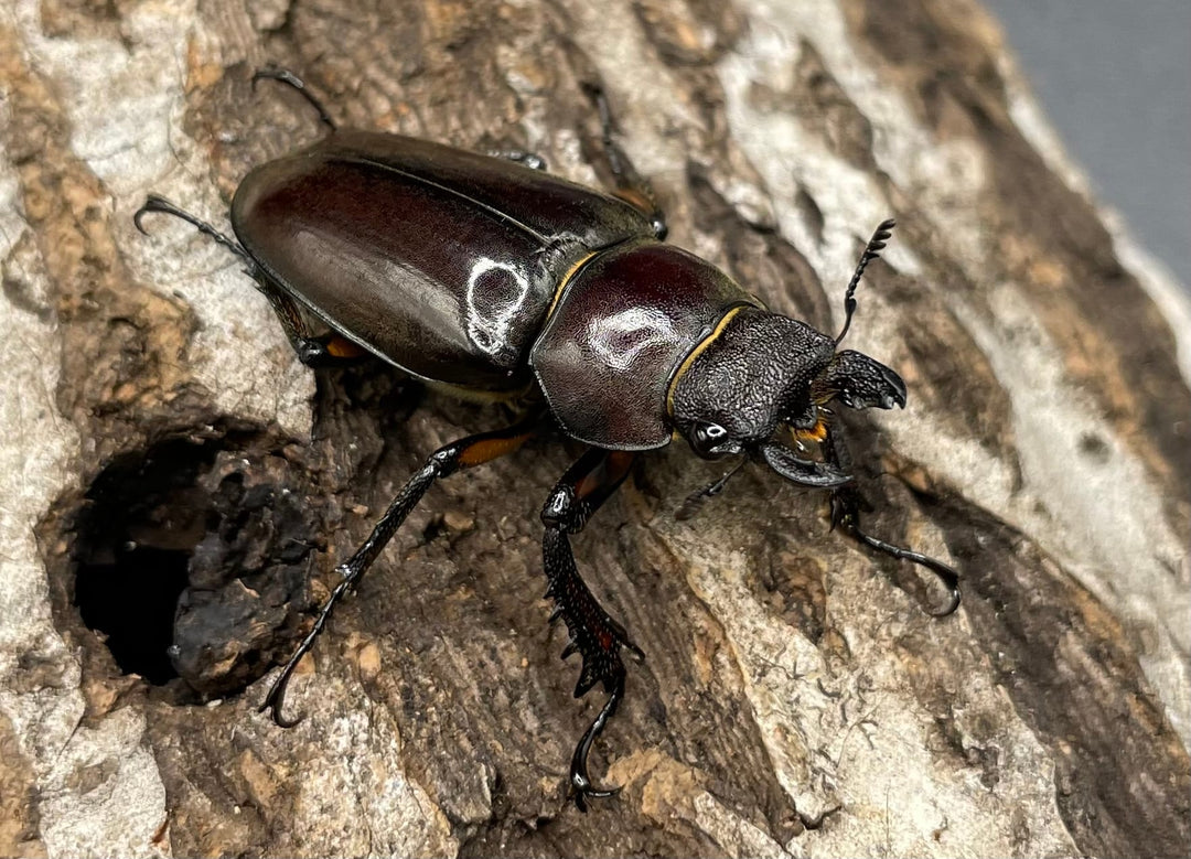 【WD】《ジュシャンミヤマ 49mm ペア》