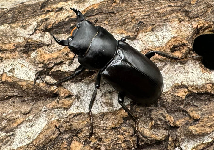 【WD】《ドルクス タオ 30mm ペア》