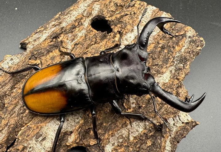 【WD】《セアカフタマタクワガタ 84mm ペア》