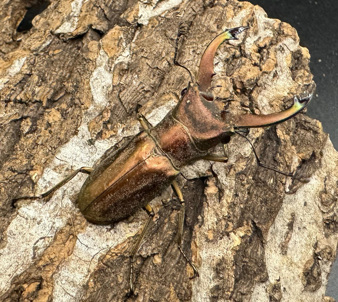 【WD】《クプレオニテンスホソアカ 42mm ペア》