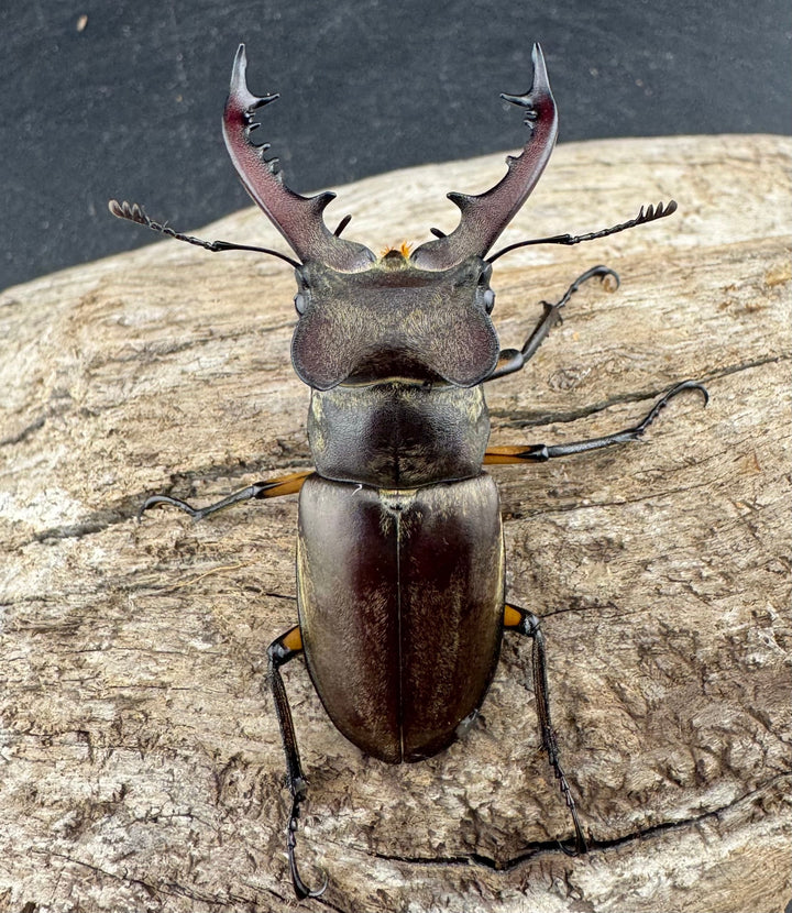 【WD】《ディボウスキーミヤマ原名亜種（チョウセンミヤマ） 遼寧省産 56mm ペア》