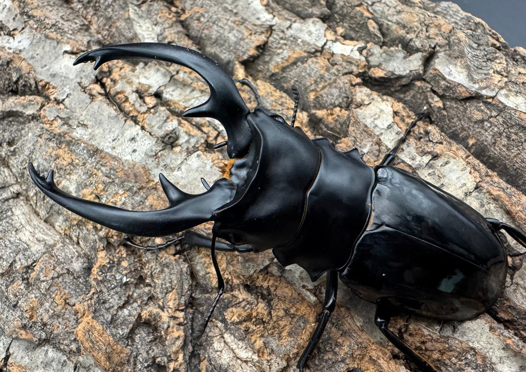 【WD】《インターメディアツヤクワガタ ネグロス産 93mm ペア》