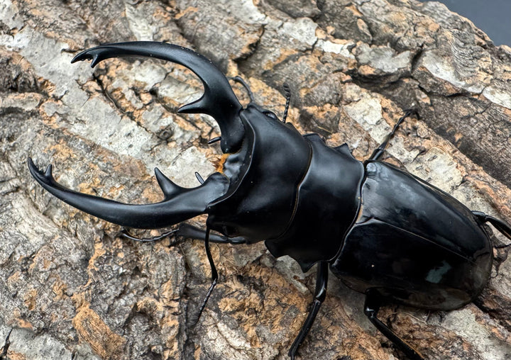 【WD】《インターメディアツヤクワガタ ネグロス産 93mm ペア》