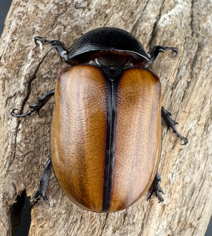 【WD】《ゴホンツノカブト原名亜種 ラオス産 80.5mm ペア》