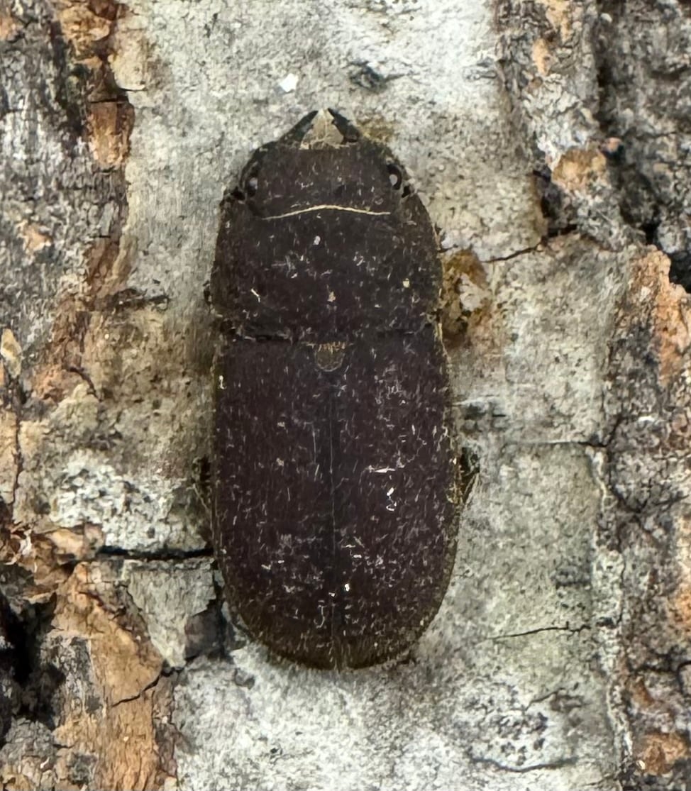 《スクアリドゥスソリアシサビクワ Free ペア》わたくわ氏ブリード個体