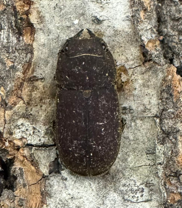 《スクアリドゥスソリアシサビクワ Free ペア》わたくわ氏ブリード個体