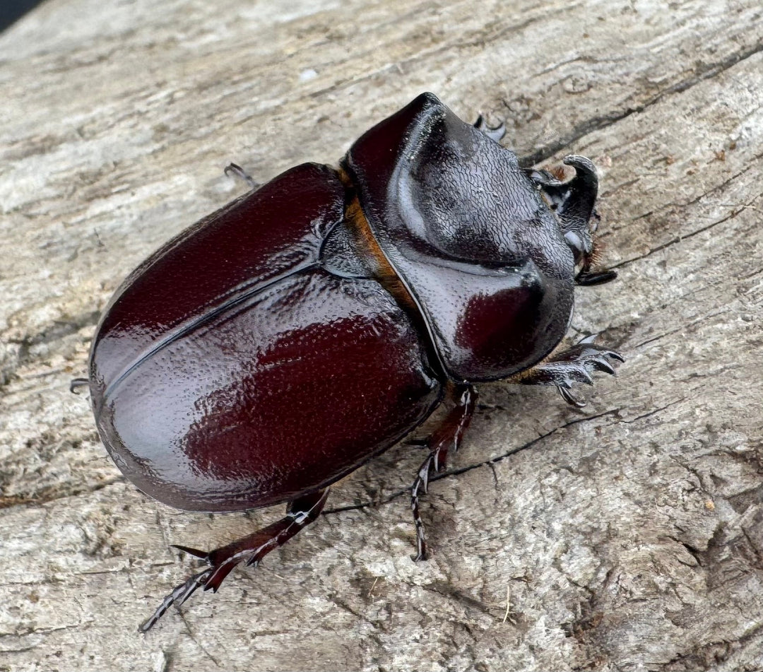 【WD】《クリイロムナコブサイカブト 32mm A'品ペア》