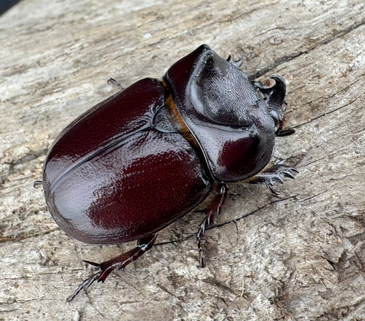 【WD】《クリイロムナコブサイカブト 32mm A'品ペア》