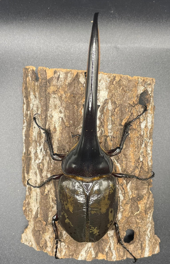 即ブリ《ヘラクレス・ヘラクレス 158mm ペア》