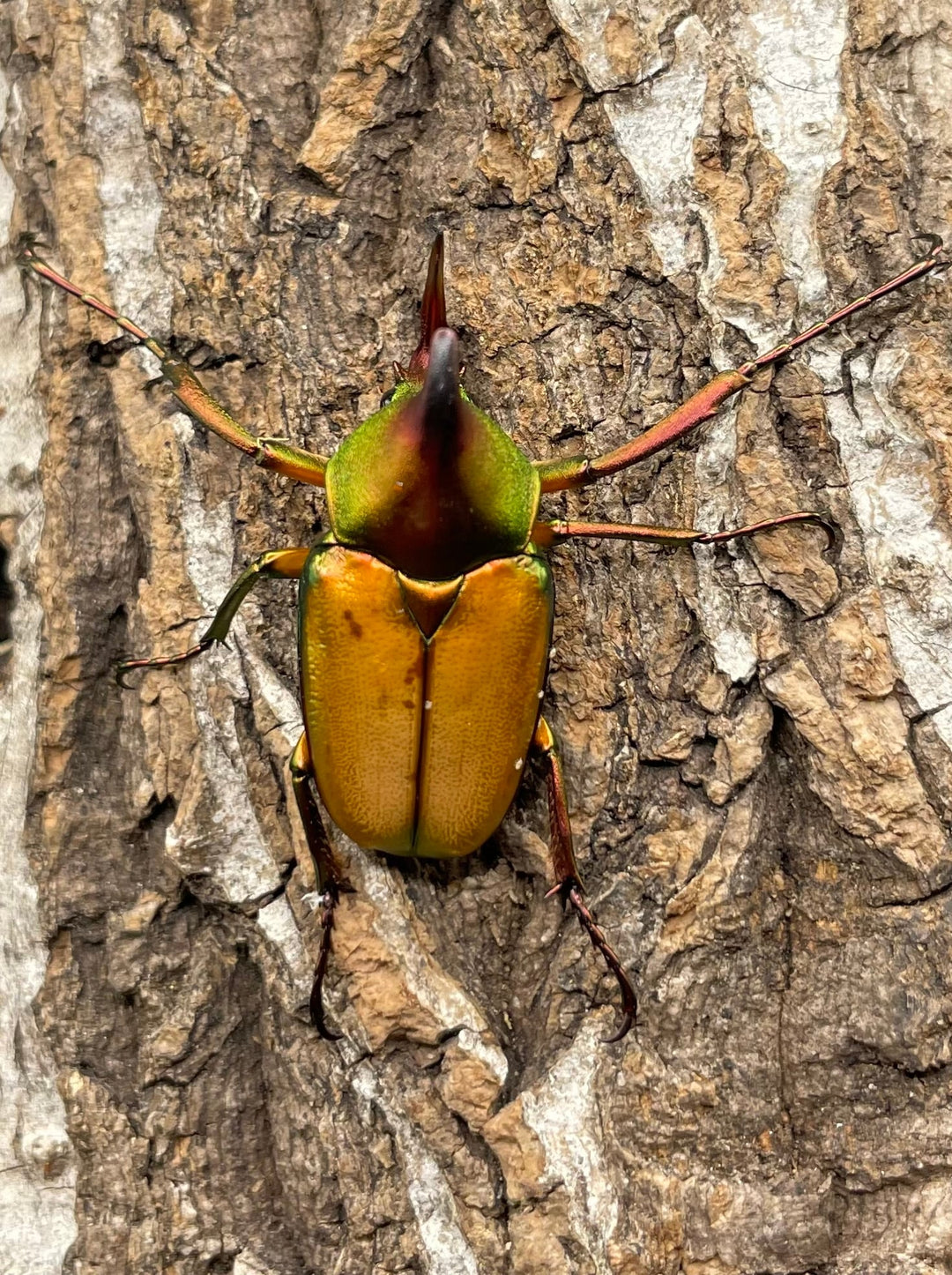 【WD】美麗種《ロドリゲスヒメカブトハナムグリ 32mm ペア》