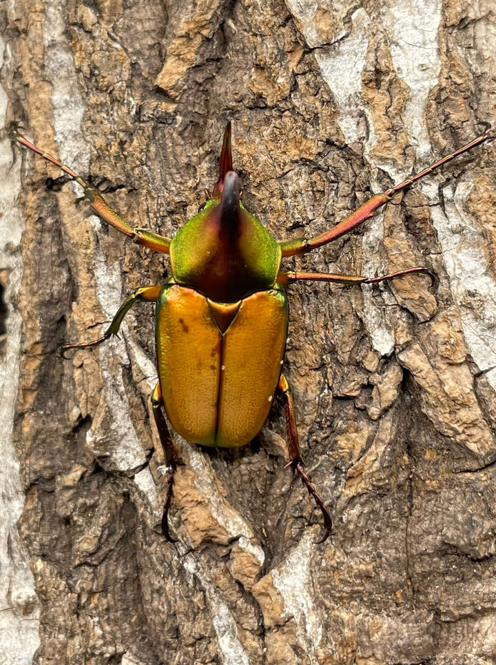 【WD】美麗種《ロドリゲスヒメカブトハナムグリ 32mm ペア》