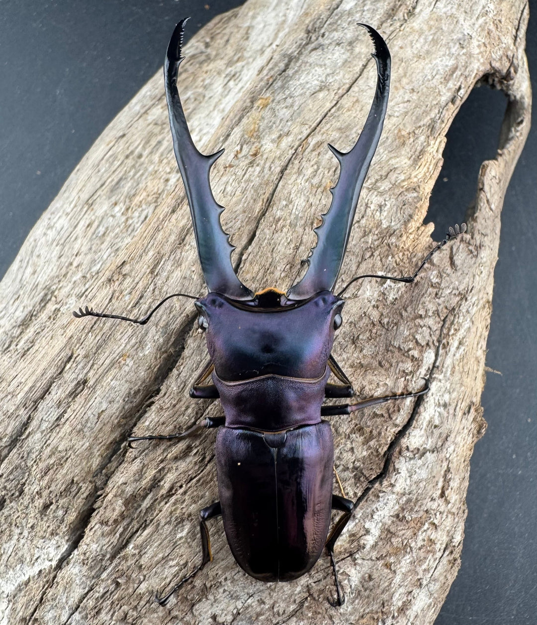 【美麗】《メタリフェルホソアカ亜種finae 78mm ペア》わたくわ氏ブリード個体