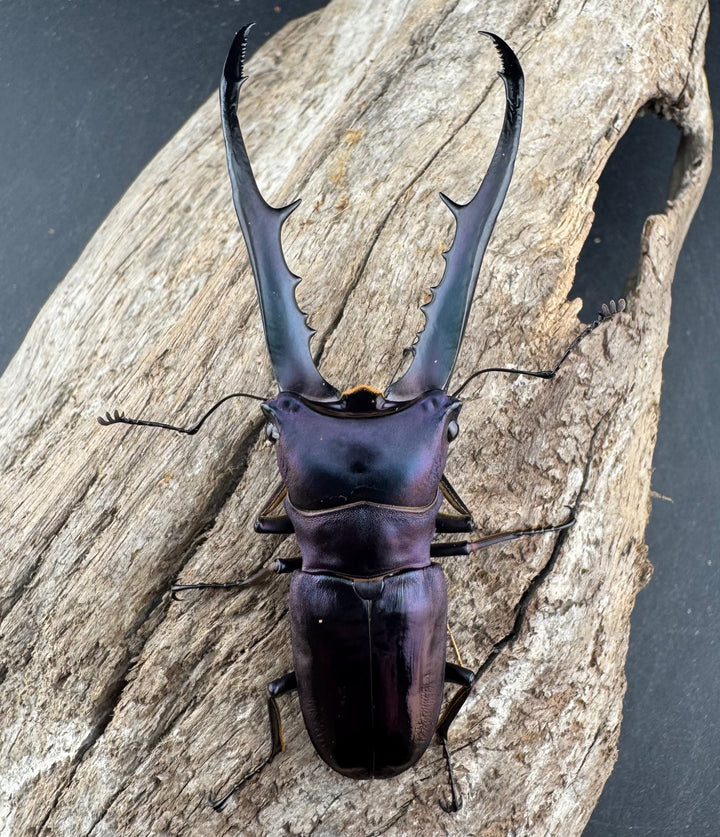 【美麗】《メタリフェルホソアカ亜種finae 78mm ペア》わたくわ氏ブリード個体