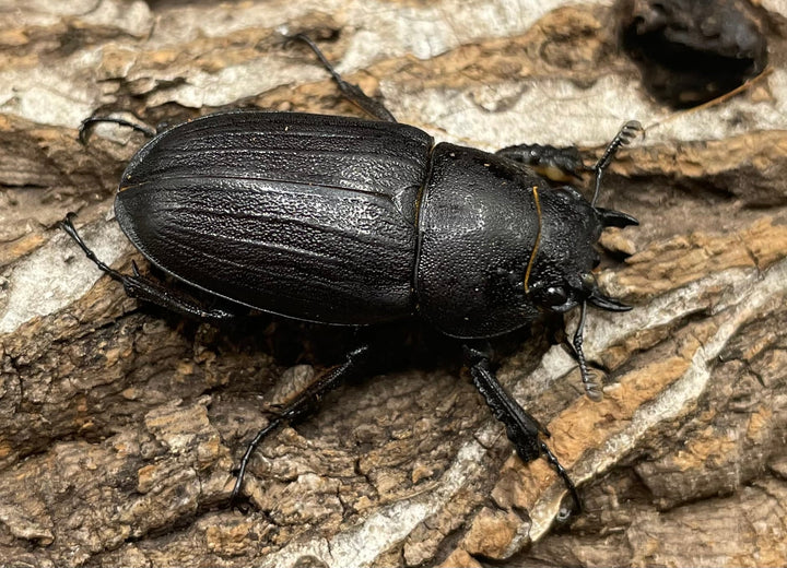 【WD】《アマミノコギリ 68mm ペア》