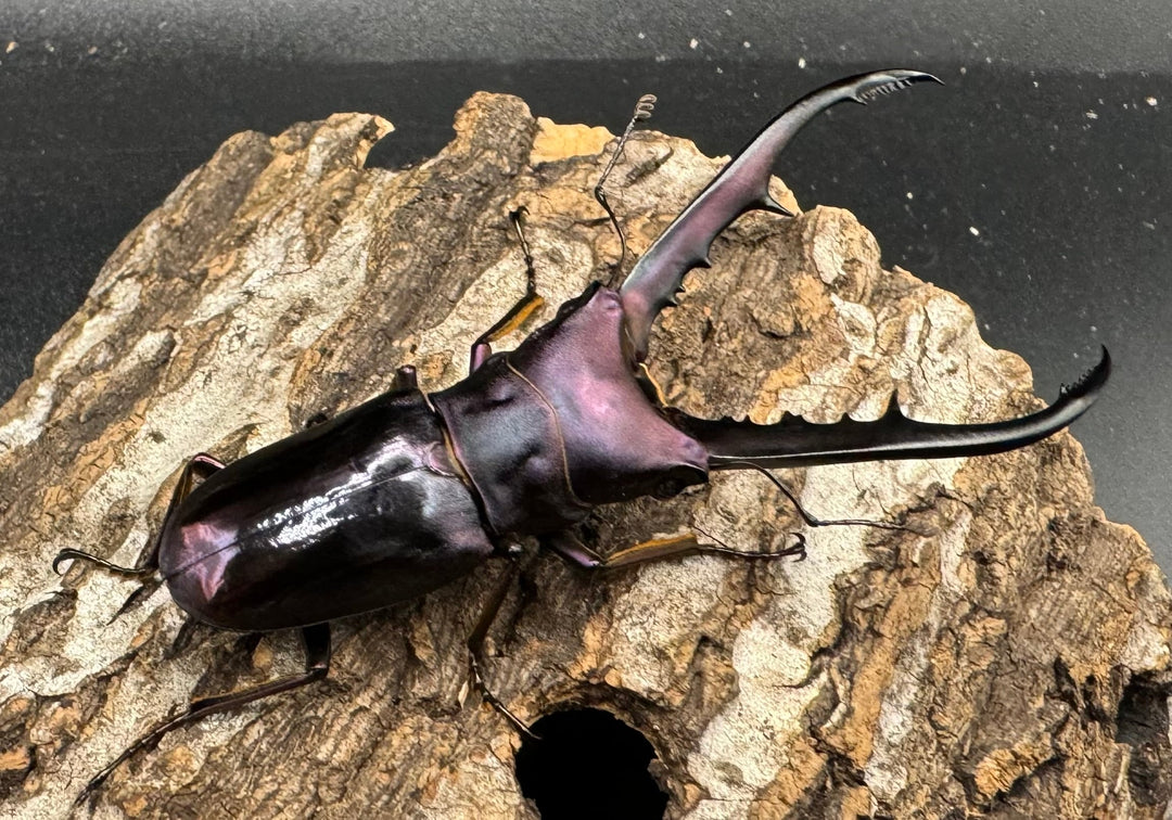 【美麗】《メタリフェルホソアカ 69mm ペア》わたくわ氏ブリード個体