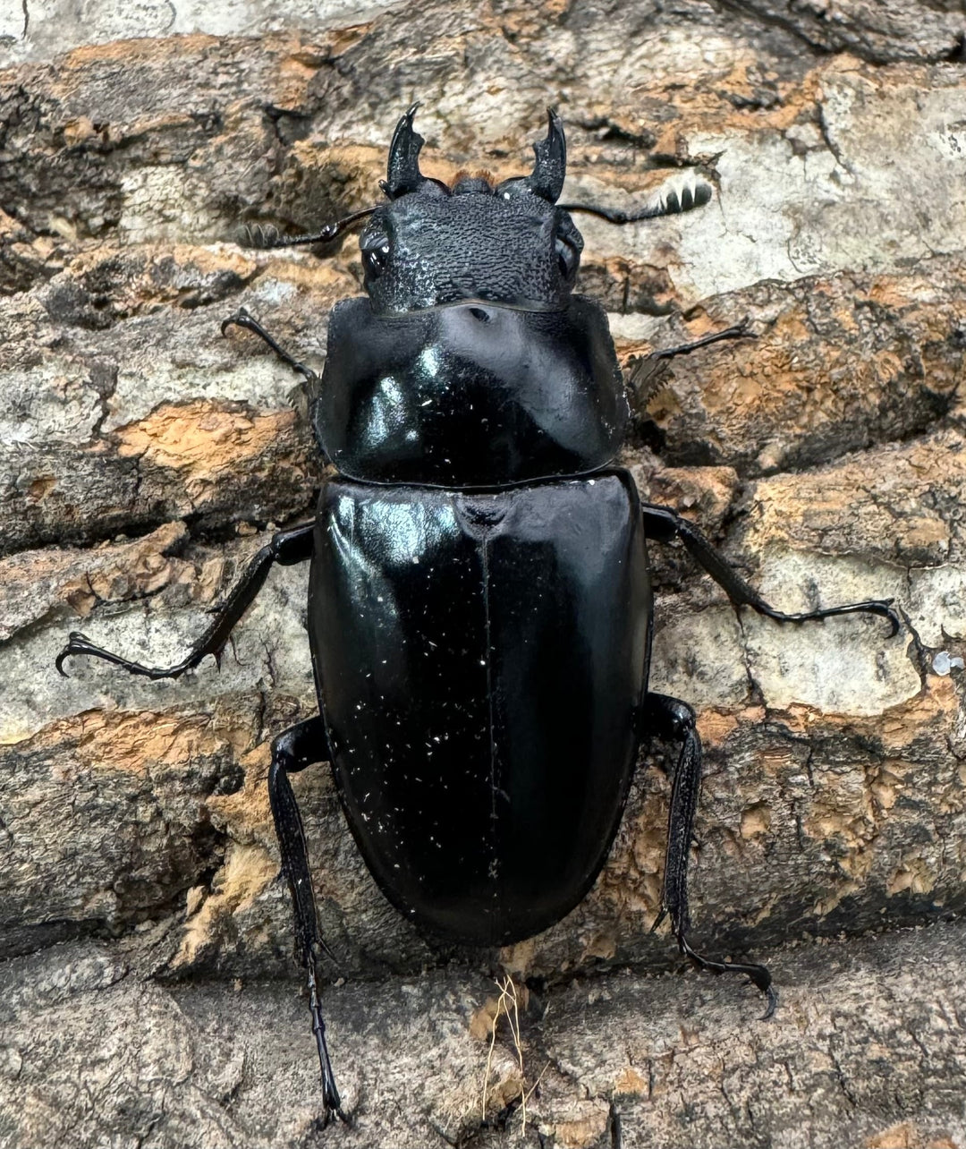 即ブリ《ギラファノコギリ亜種ケイスケ 87.5mm ペア》