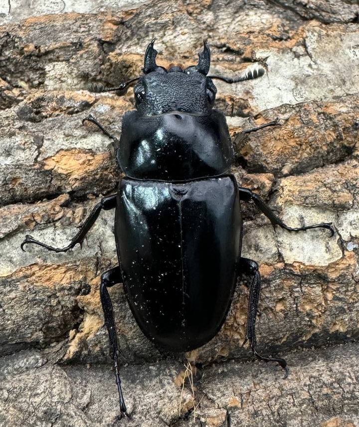 即ブリ《ギラファノコギリ亜種ケイスケ 87.5mm ペア》