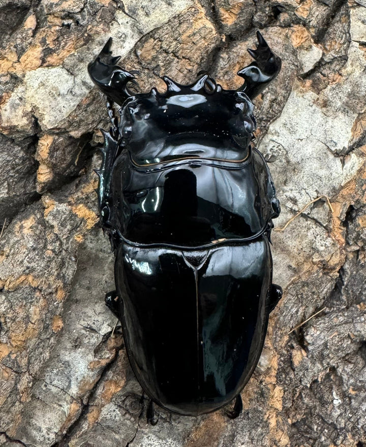 《タランドゥスオオツヤクワガタ 65mm ペア》