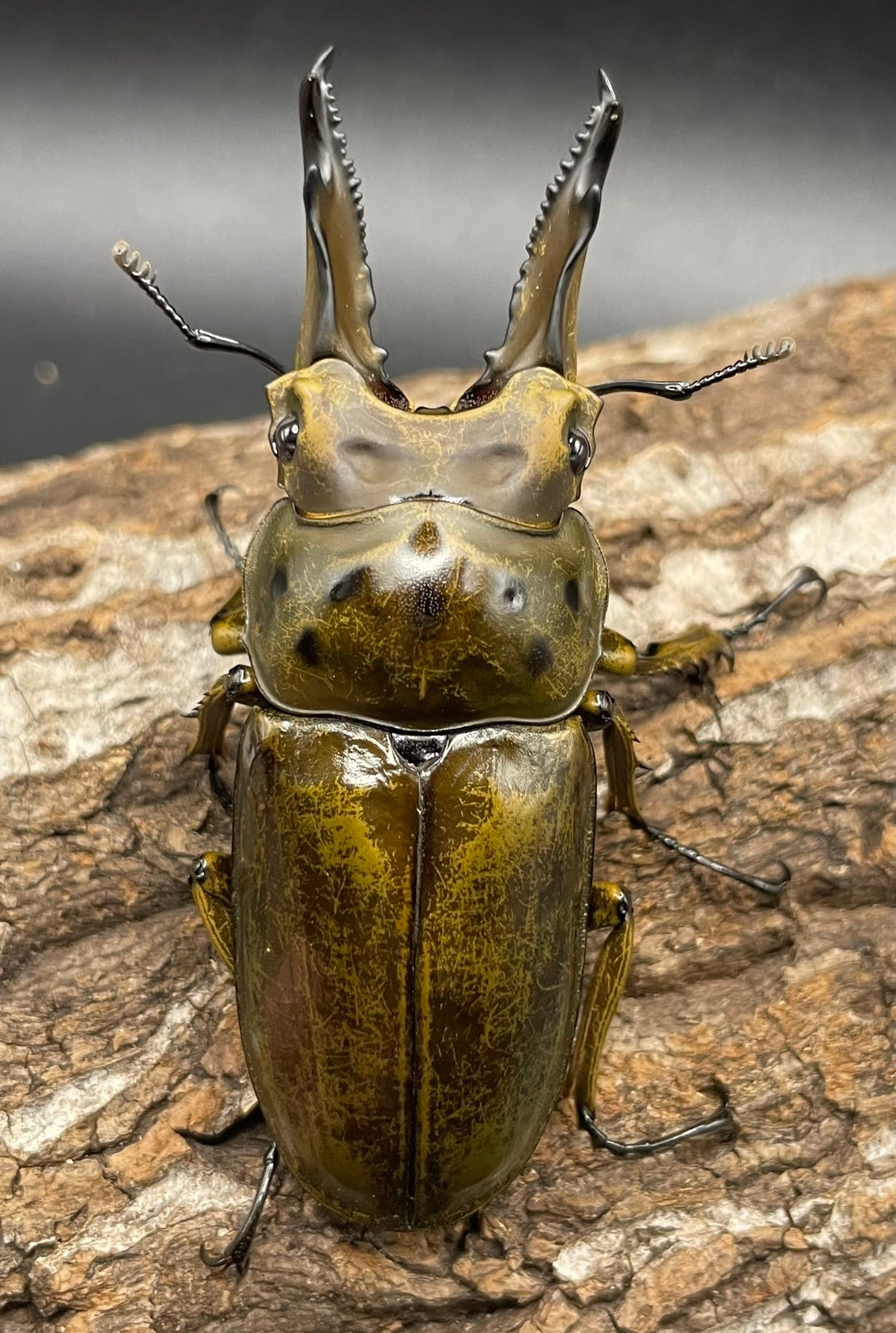《ババオウゴンオニクワガタ 69mm ペア》