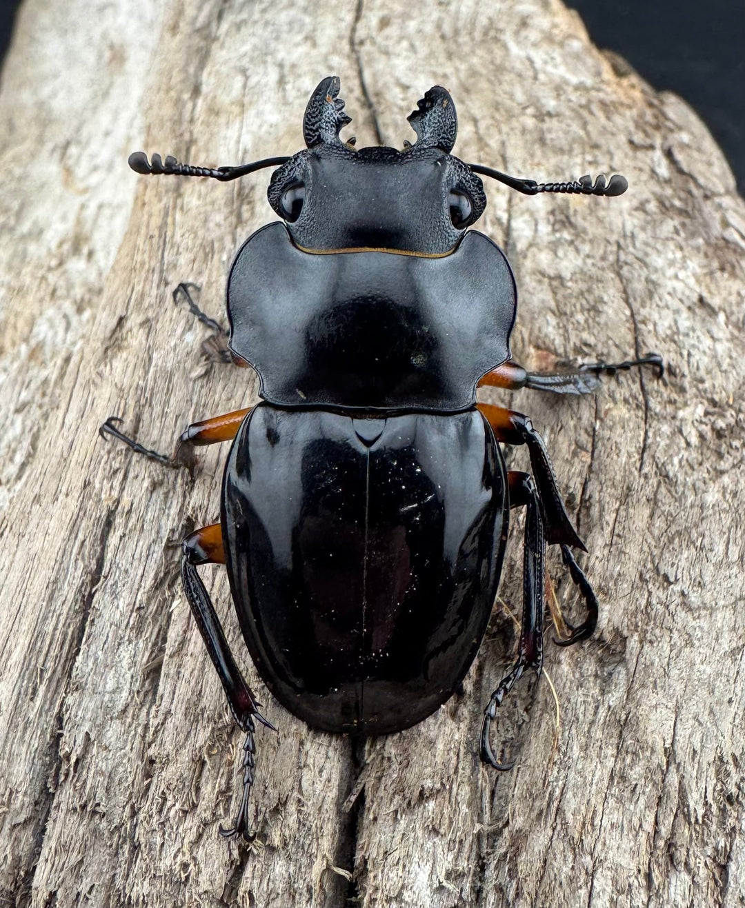 【WD】《インペリアリスツヤ亜種komorii リサル産 64.5mm ペア》