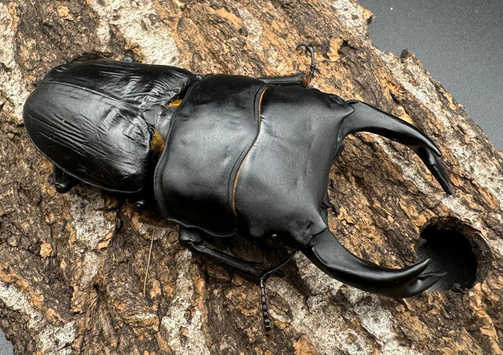 《オオクワガタ TT川西血統 86mm B品ペア》ヒート氏ブリード個体