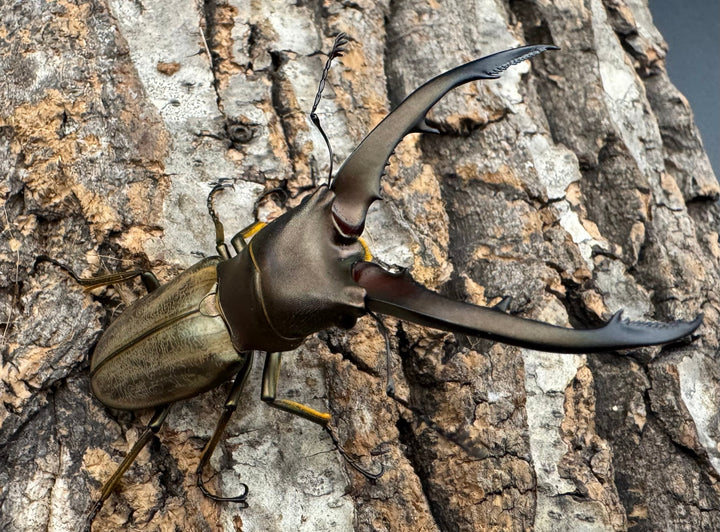 【WD】《モンタネルスホソアカクワガタ 63mm ペア》