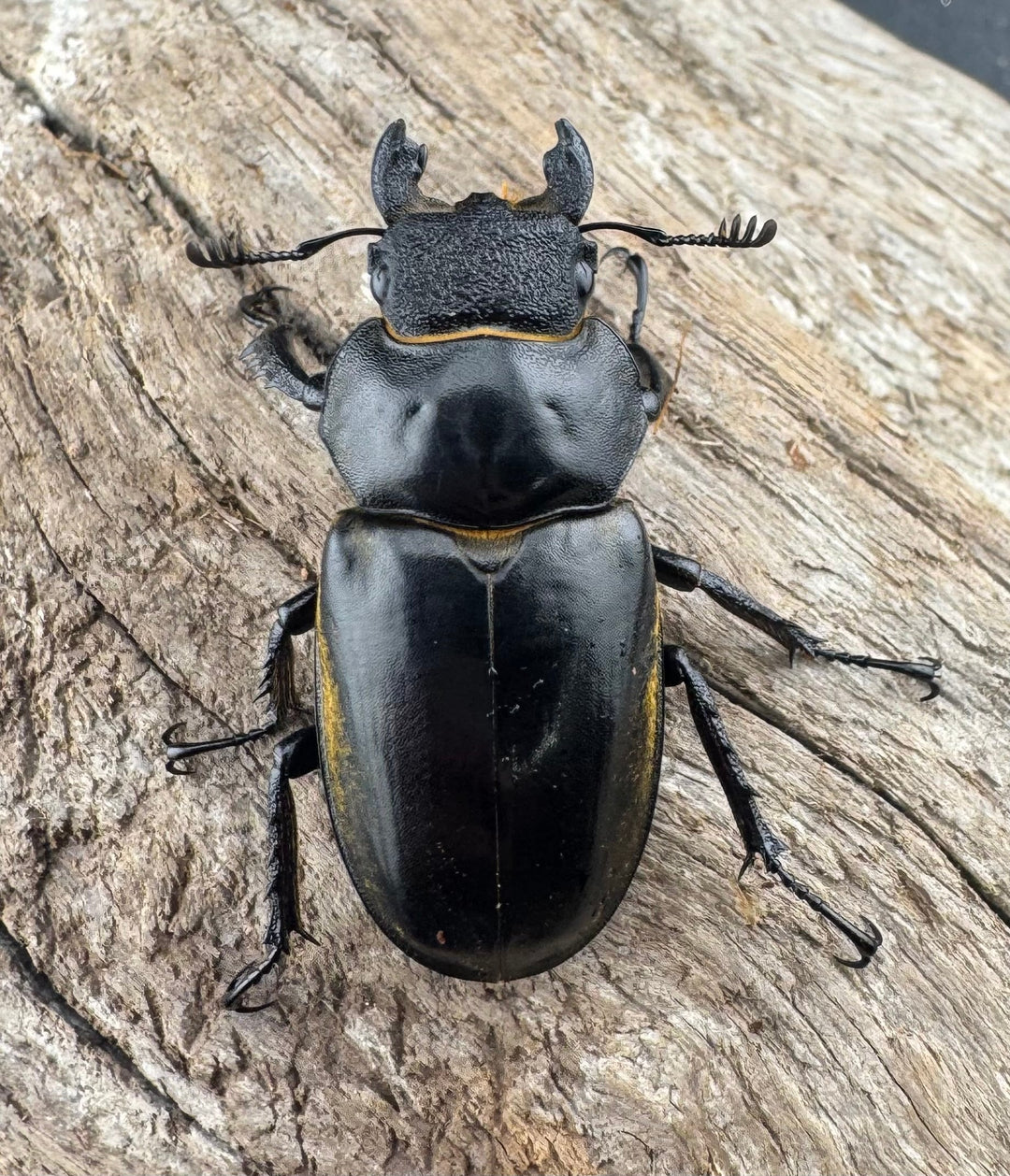 【WD】《フルキフェルミヤマ 64mm ペア》