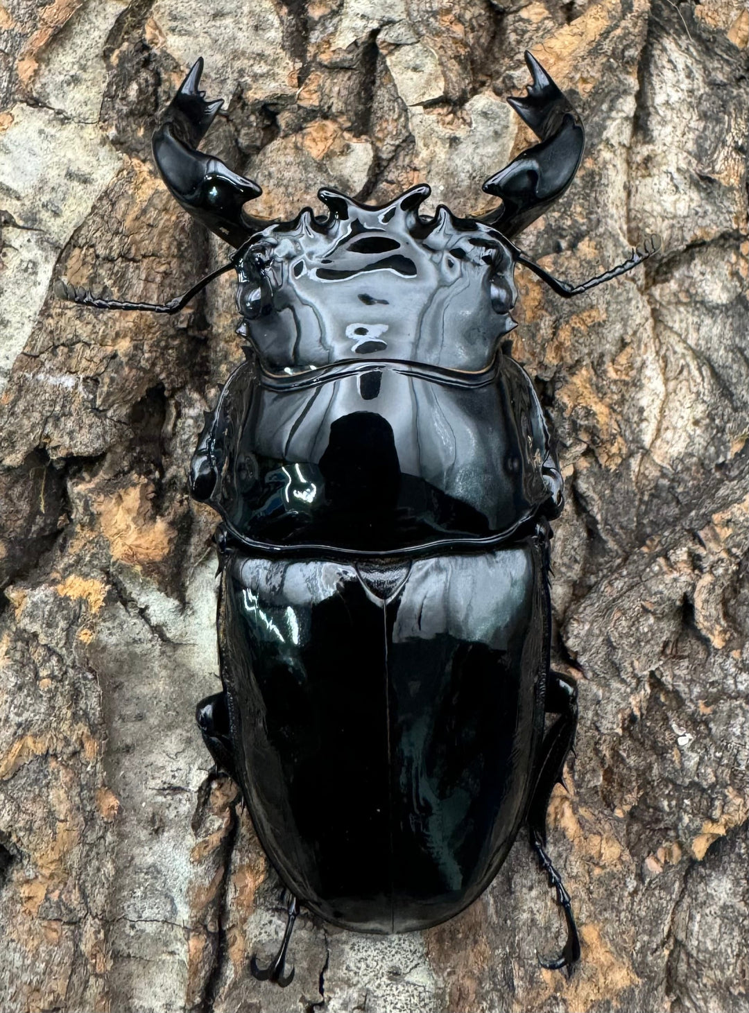 《タランドゥスオオツヤクワガタ 75mm ペア》