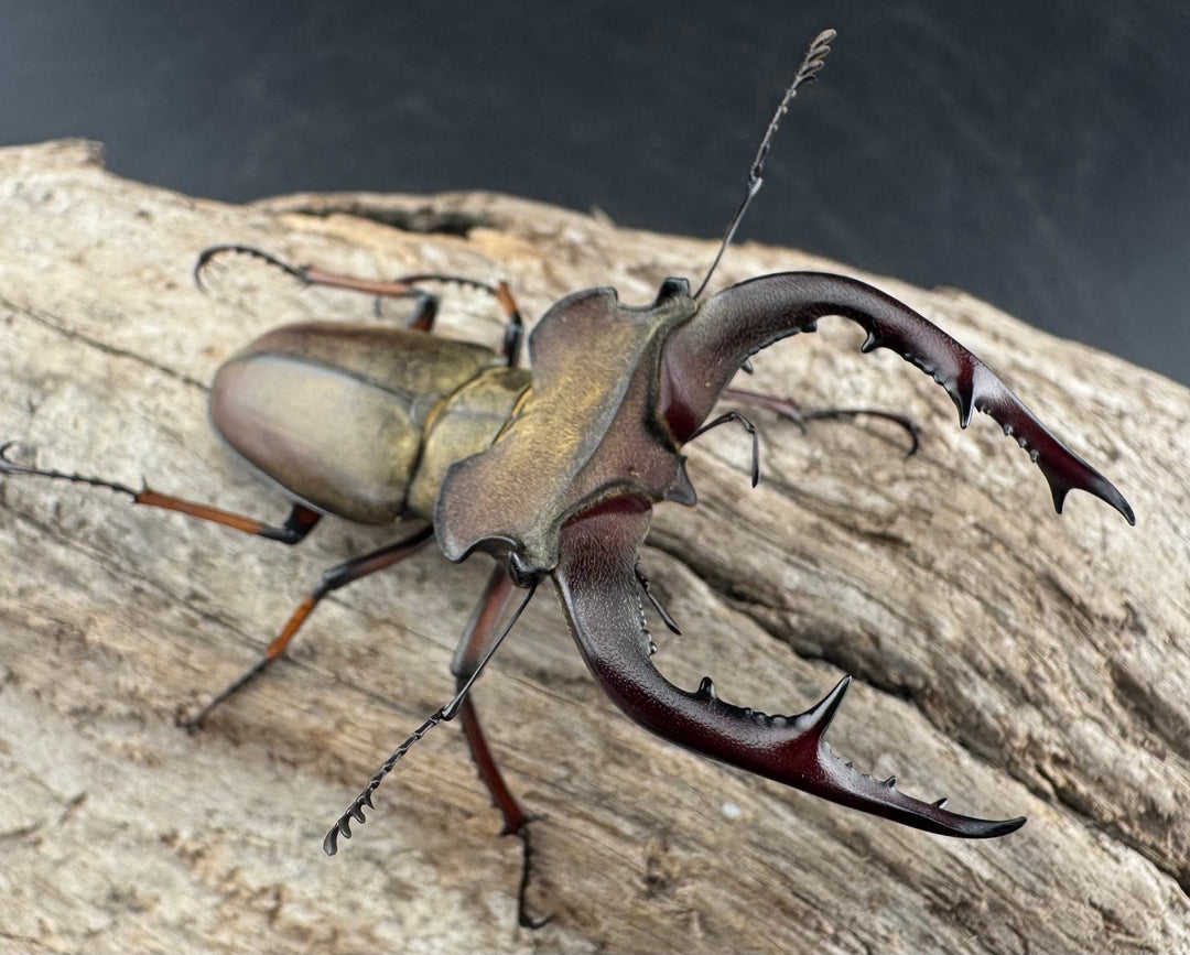 【WD】《グラディウスミヤマ 60.5mm ペア》