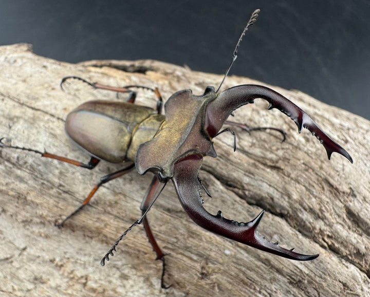 【WD】《グラディウスミヤマ 60.5mm ペア》