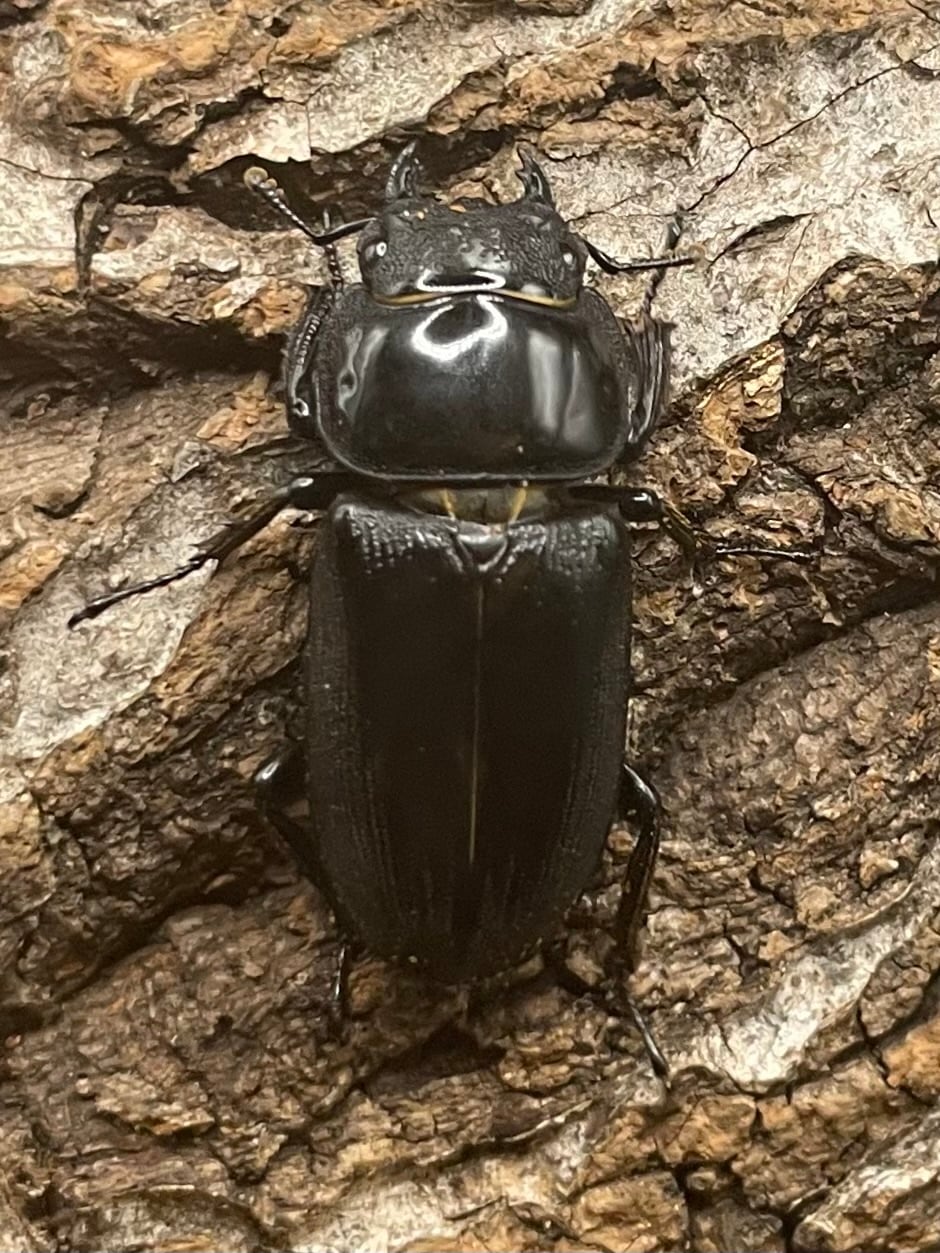 【WD】貴重産地《ドルクス ヤクシャ 29mm ♀単》