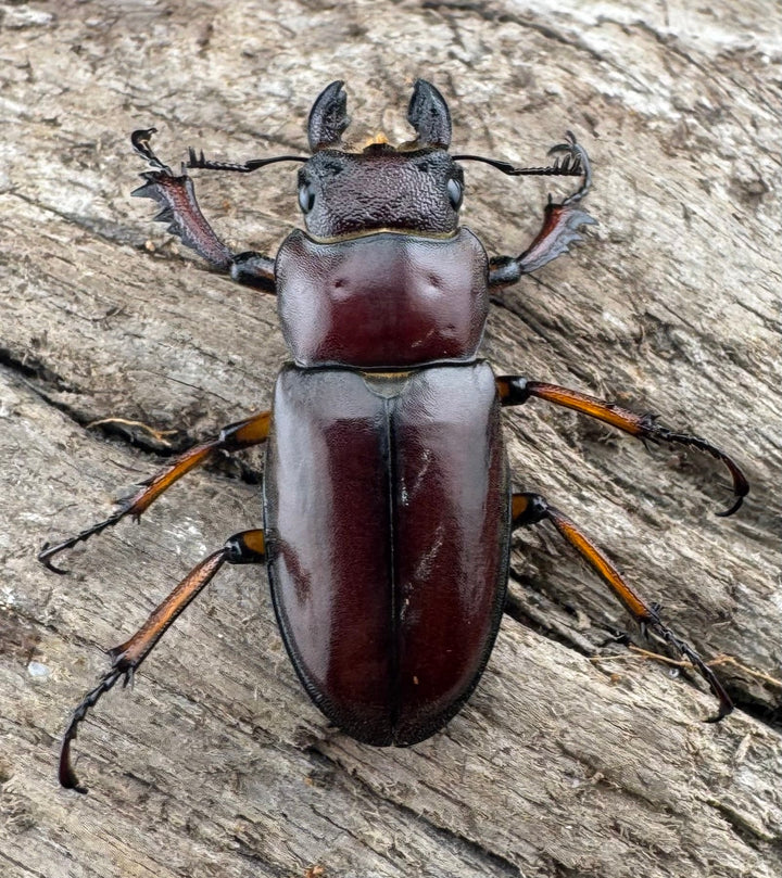 【WD】《マラッシミヤマ（マラッツィミヤマ） 47mm ペア》