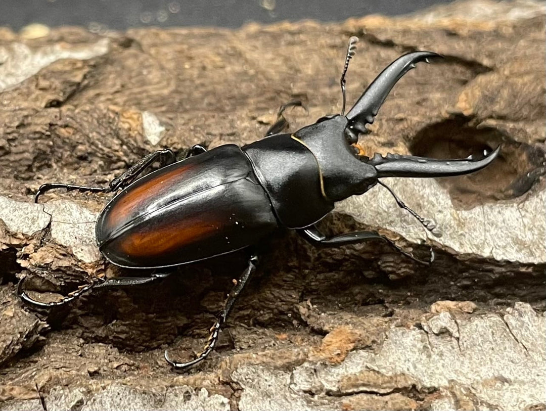 【WD】超貴重種《スピネウスノコギリクワガタ 36mmUP ペア B品》