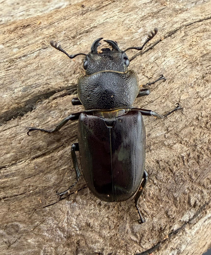 《メタリフェルホソアカ亜種イソガイ 61mm ペア》