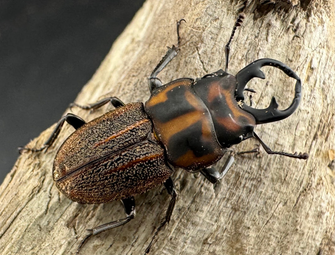 《ソウラニセネブト 19.5mm ペア》