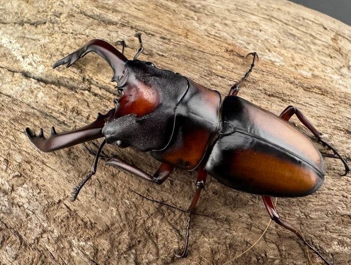 《ミラビリスノコギリクワガタ 60mm ペア》