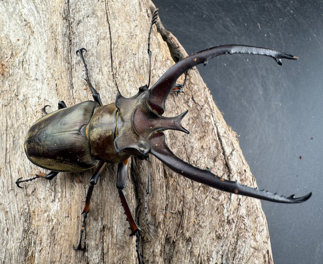 【WD】《プラネットミヤマクワガタ 81mm ペア》