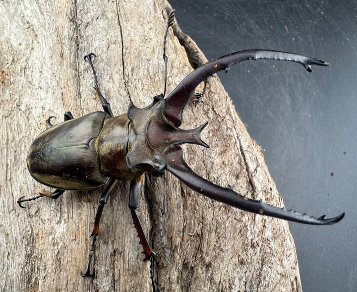 【WD】《プラネットミヤマクワガタ 81mm ペア》