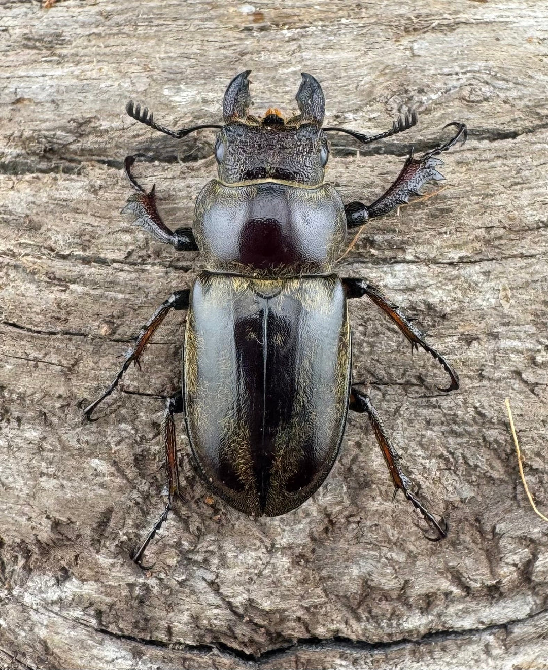 【WD】《デランミヤマクワガタ原名亜種 35mm ペア》