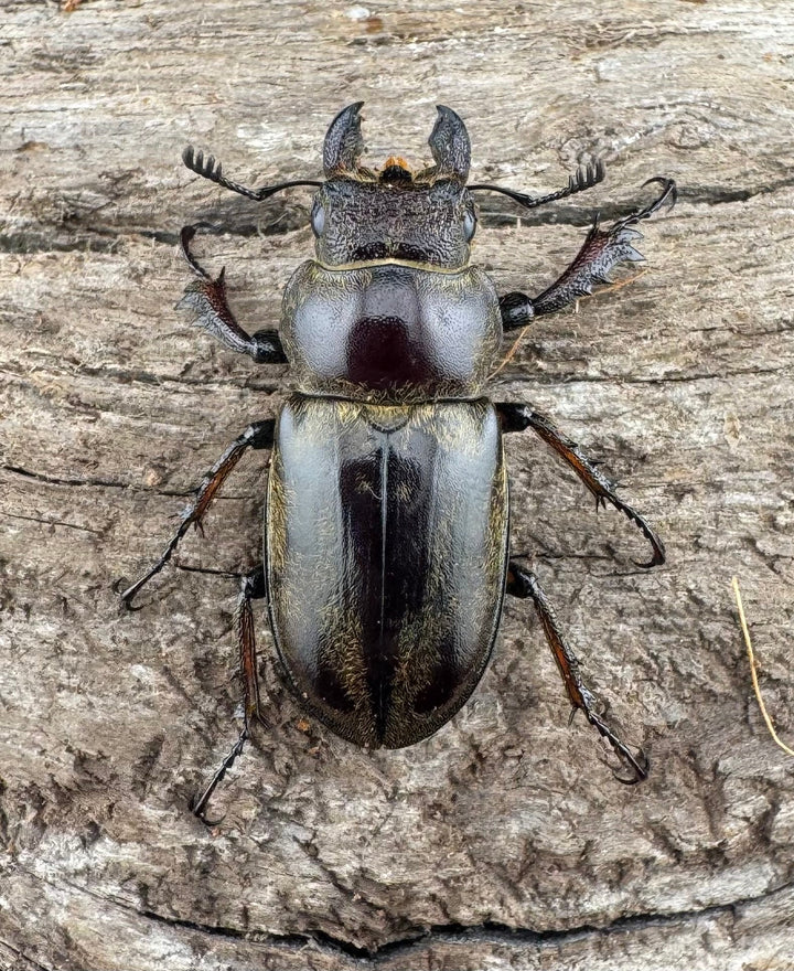 【WD】《デランミヤマクワガタ原名亜種 35mm ペア》