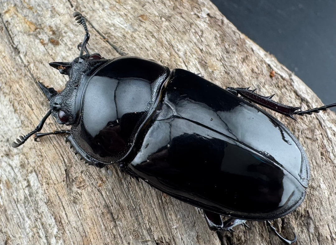 【赤目】《赤レギウスオオツヤクワガタ 魔閃紅血統 58mm ペア》inohiro109氏ブリード個体