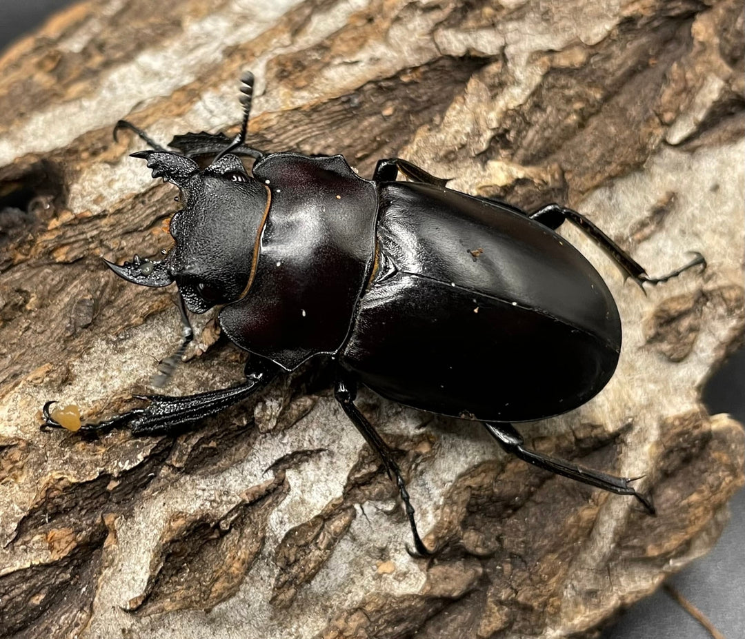 【WD】《アルケスツヤクワガタ 81mm A’品ペア》