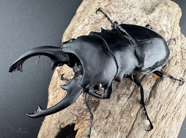 【WD】《インターメディアツヤクワガタ ロハス産 81mm ペア》