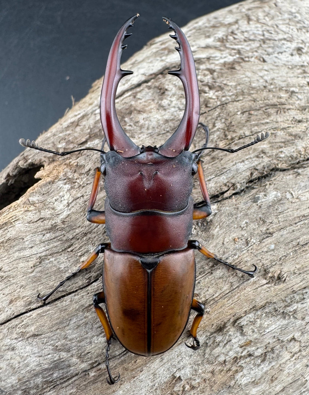 【WD】《アスタコイデスノコギリ ベンクール産 59mm ペア》