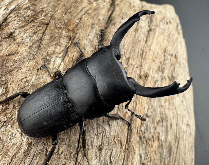 【WD】《ドルクスヒルティコルニス ssp. 41mm ペア》