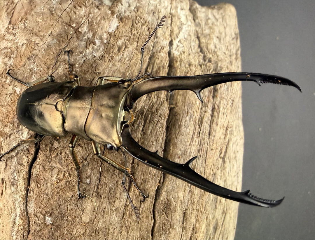 《メタリフェルホソアカ亜種イソガイ 66.5mm ペア》