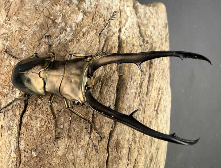 《メタリフェルホソアカ亜種イソガイ 66.5mm ペア》