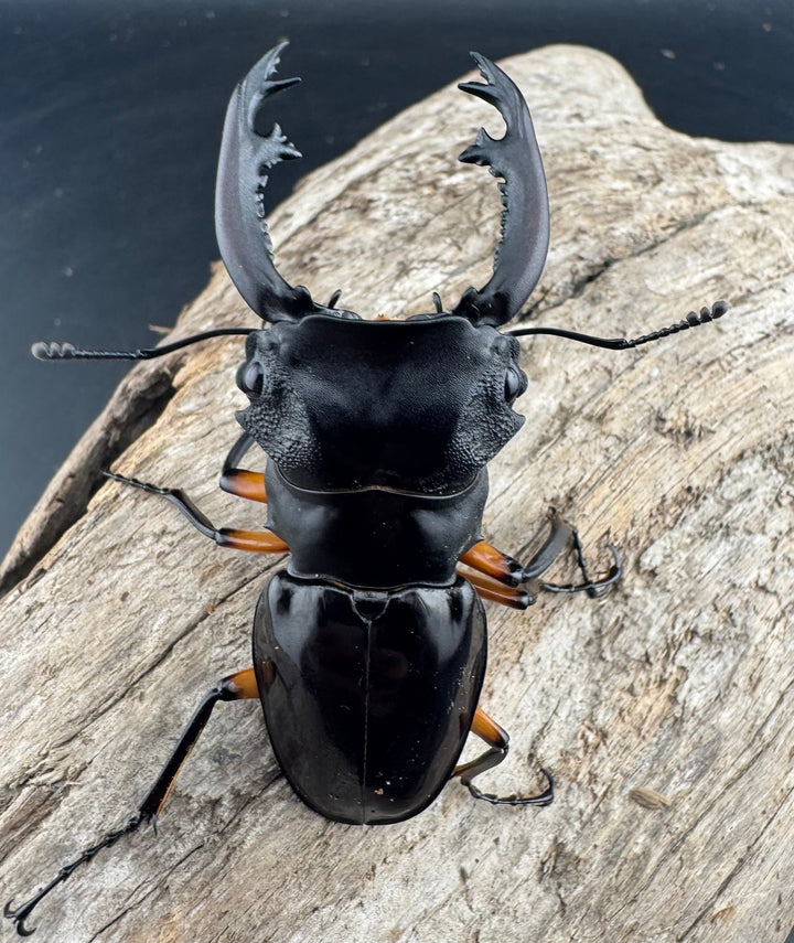 【WD】《インペリアリスツヤ亜種komorii 62mm ペア》