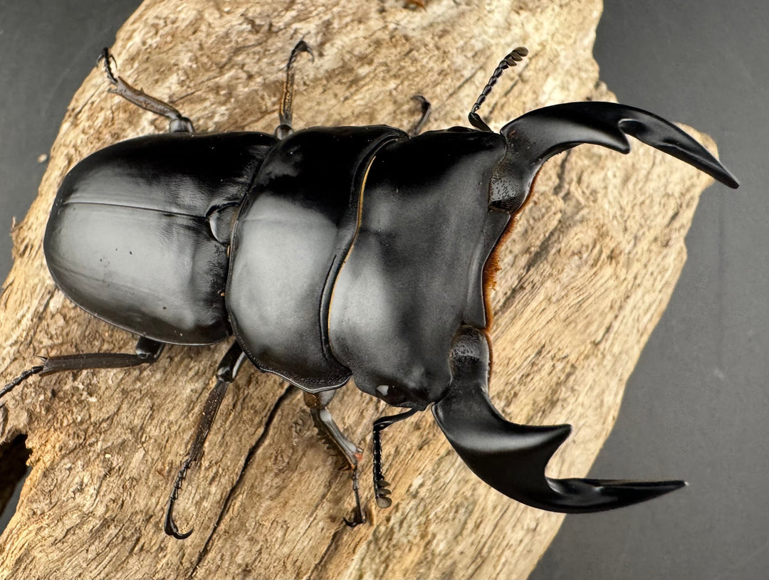 《マレーアンタエウスオオクワ 74mm ペア》