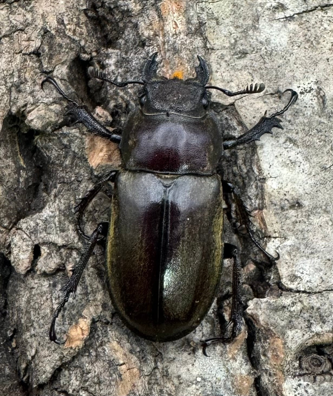 【WD】《チベットミヤマ原名亜種 50mm ペア》